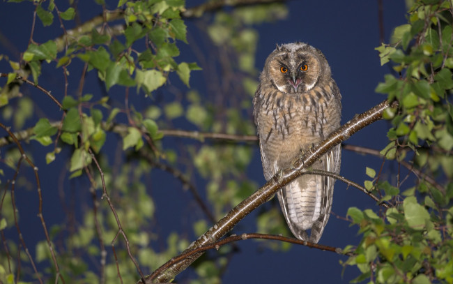 Обои картинки фото животные, совы, ветки, дерево, птица, сова, ушастая