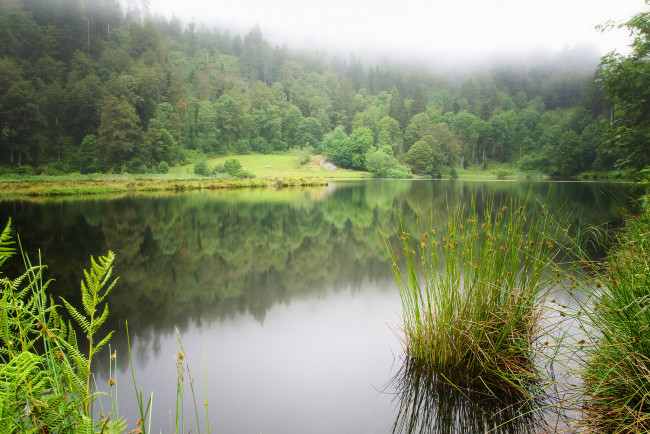 Обои картинки фото природа, реки, озера, лес, река