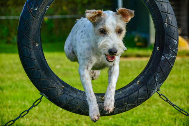 Обои картинки фото животные, собаки, собака, кочеля, шина