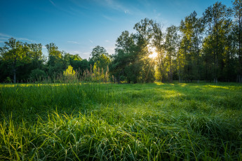 Картинка природа пейзажи трава