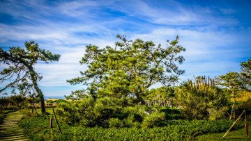 Картинка природа деревья дерево