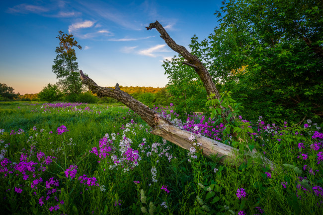 Обои картинки фото природа, луга, трава, поле