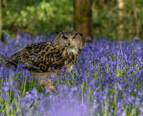 Картинка животные совы сова перья окрас птица