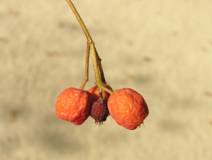 обоя природа, Ягоды, ветка, шиповник, ягоды