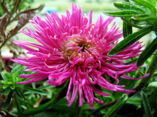 Картинка цветы астры макро