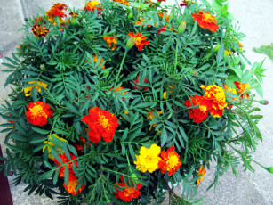 Картинка цветы бархатцы тагетес