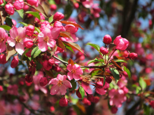 Картинка цветы цветущие+деревья+ +кустарники цветущая веточка цветки листья ветка