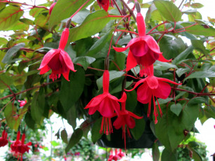 Картинка цветы фуксия розовый