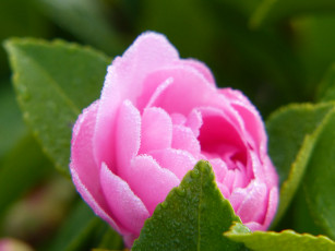 Картинка цветы камелии нежность цветение листья лепестки розовая бутон камелия