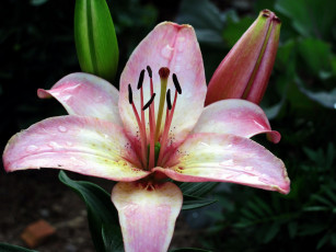 Картинка цветы лилии +лилейники лилия