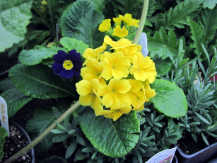 Картинка цветы примулы первоцвет