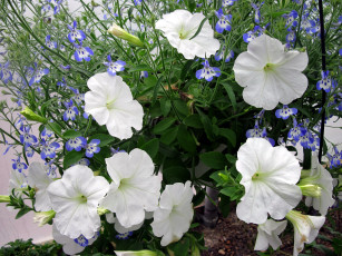 Картинка цветы разные+вместе синий белый