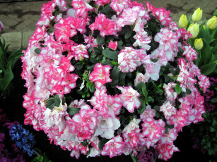 Картинка цветы рододендроны+ азалии азалия