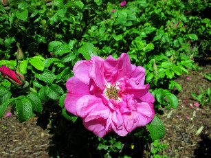 Картинка цветы шиповник розовый