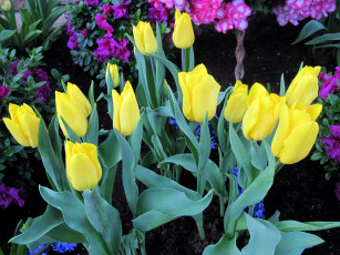 Картинка цветы тюльпаны бутоны желтый