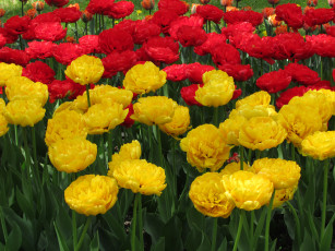 Картинка цветы тюльпаны лепестки цветение разноцветные много