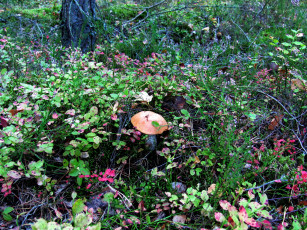 Картинка природа грибы подосиновик