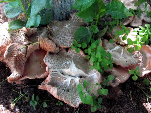 Картинка природа грибы шляпки