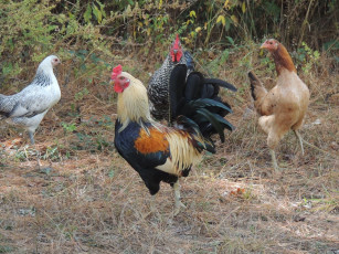 Картинка животные куры +петухи курицы петух