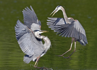 Картинка животные цапли +выпи