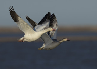 Картинка животные гуси