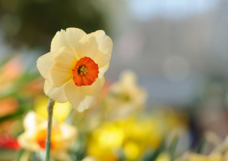 Картинка цветы нарциссы лепестки цветение