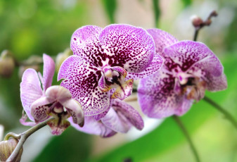 Картинка цветы орхидеи flowers flowering orchids цветение