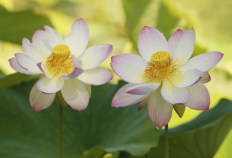 Картинка цветы лотосы цветение цветок лепестки лотос