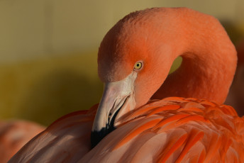 Картинка животные фламинго птица окрас перья