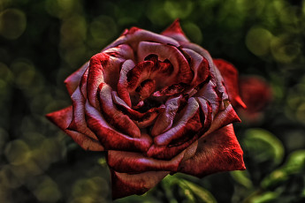 Картинка цветы розы blossoms petals leaves bud rose цветение листья лепестки бутон роза