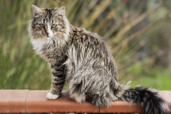 Картинка животные коты кот