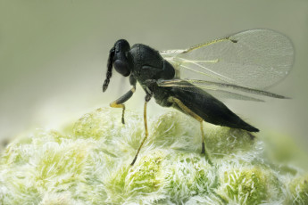 Картинка животные насекомые макро