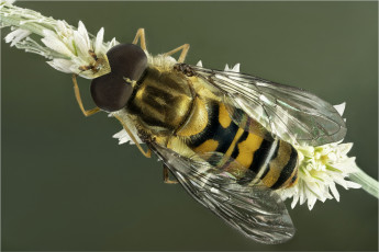 Картинка животные насекомые макро