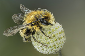 Картинка животные пчелы +осы +шмели макро