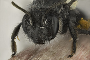 Картинка животные пчелы +осы +шмели макро