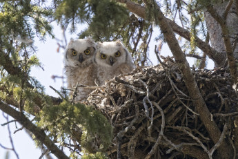 Картинка животные совы совята