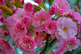 Картинка цветы цветущие+деревья+ +кустарники цветущая веточка цветки листья ветка