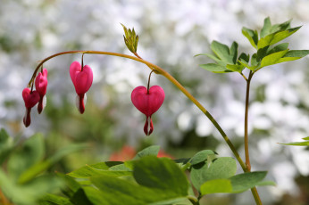 Картинка цветы дицентра+ разбитое+сердце разбитое сердце дицентра цветение