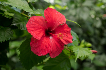 Картинка цветы гибискусы листики гибискус тычинки цветение ярко лепестки