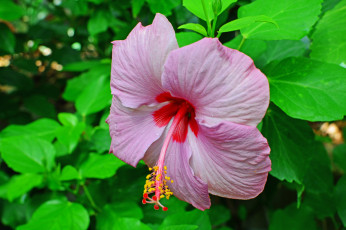 Картинка цветы гибискусы ярко лепестки листики гибискус тычинки цветение