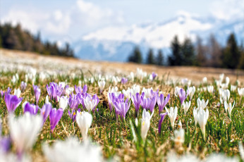 Картинка цветы крокусы цветение капли зелень