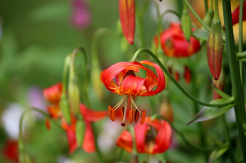 Картинка цветы лилии +лилейники blooms buds pink lily цветение бутоны розовые