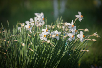 Картинка цветы нарциссы лепестки цветение