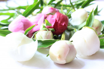 Картинка цветы пионы цветение листья лепестки бутон пион