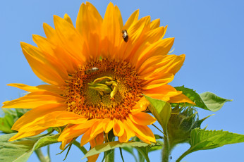 Картинка цветы подсолнухи подсолнух цветок лепестки листья лето цветение