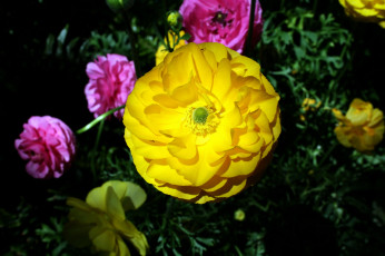 Картинка цветы ранункулюс+ азиатский+лютик макро желтый