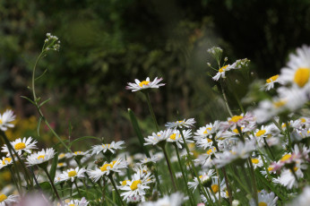 Картинка цветы ромашки поле цветение