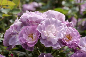 Картинка цветы розы листья blossoms leaves petals bud rose цветение лепестки бутон роза