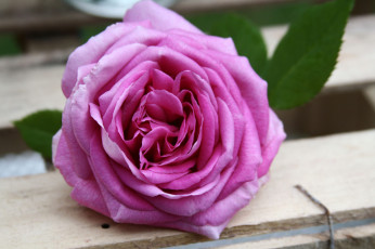 Картинка цветы розы petals цветение бутон листья rose leaves лепестки bud blossoms роза