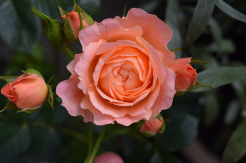 Картинка цветы розы роза бутон лепестки листья цветение rose bud petals leaves blossoms